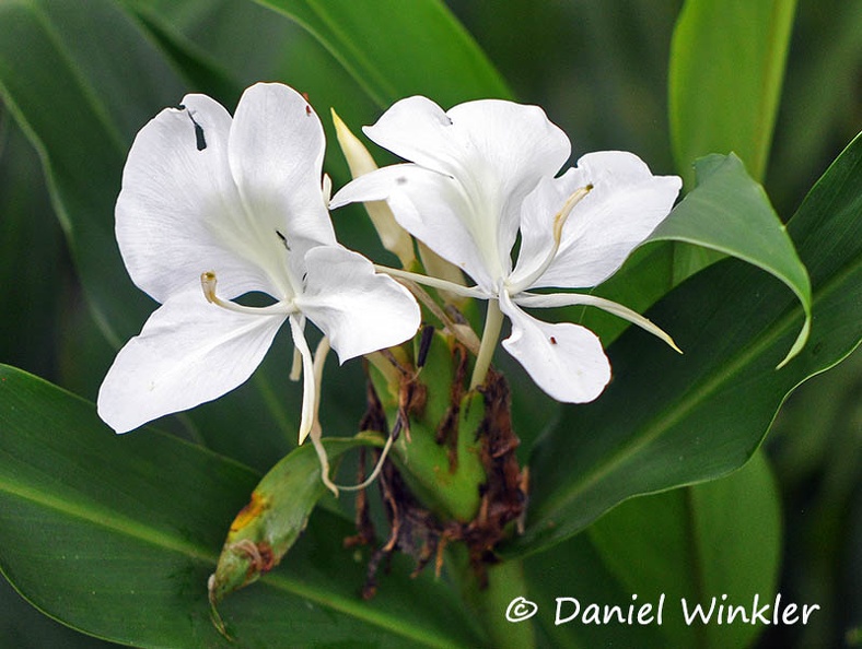White ginger lily Hedychium coronarium DW Ms.jpg