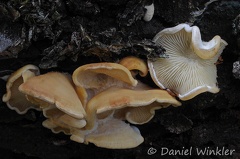 Wood decayer displaying gills Leticia 