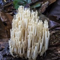 Artomyces sp Crown coral Jardin 