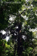 Big tree Rio Claro