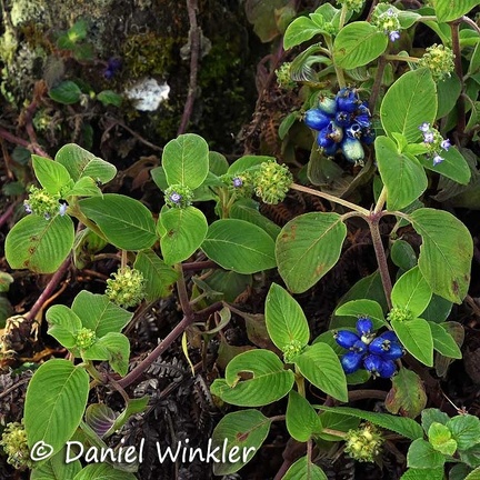 Blue berries Jardin 