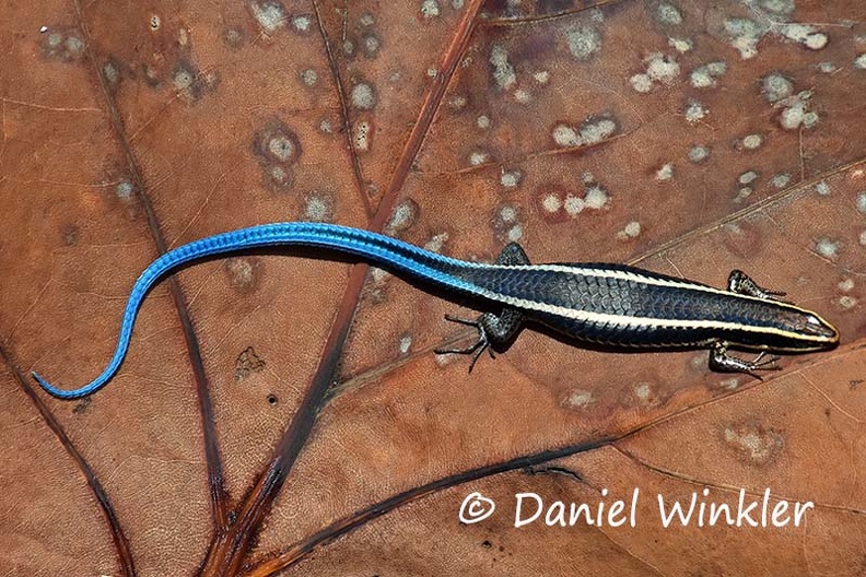 Blue tailed Lizzard on leaf DW Ms.jpg