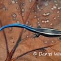 Blue tailed Lizard on leaf 