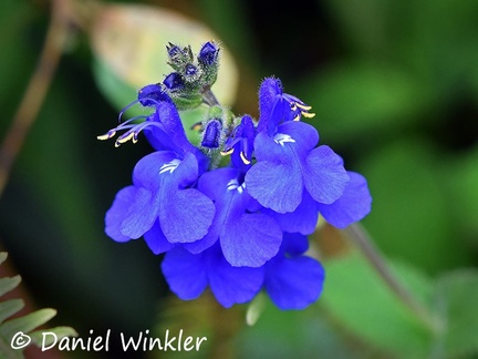 Blue flowering Salvia sp. sage in Jardin 