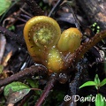 Fern unrolling a young frond Cr DW Ms