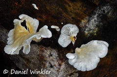 Hohenbuehelia petaloides White Shoehorn oyster Tayrona DW Ms