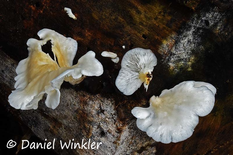 Hohenbuehelia petaloides White Shoehorn oyster Tayrona DW Ms.jpg