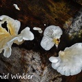 Hohenbuehelia petaloides White Shoehorn oyster Tayrona DW Ms