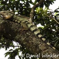 Iguana iguana Green iguana Minca DW Ms