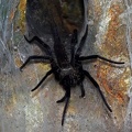 Linothele megatheloides Ffunnel web spider DW Ms
