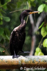 Neotropical cormorant Phalacrocorax brasilianus Dw Ms