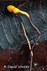 Ophiocordyceps sp stroma close up DW Ms