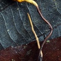 Ophiocordyceps sp stroma close up DW Ms