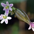 Epidendrum fimbriatum orchid in Jardin