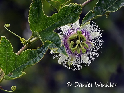 Passiflora edulis Purple passion fruit DW Ms-669921099