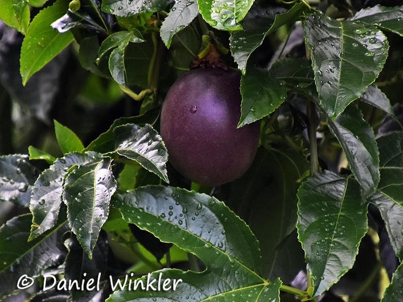 Passiflora edulis Purple passion Fruit DW Ms (2).jpg