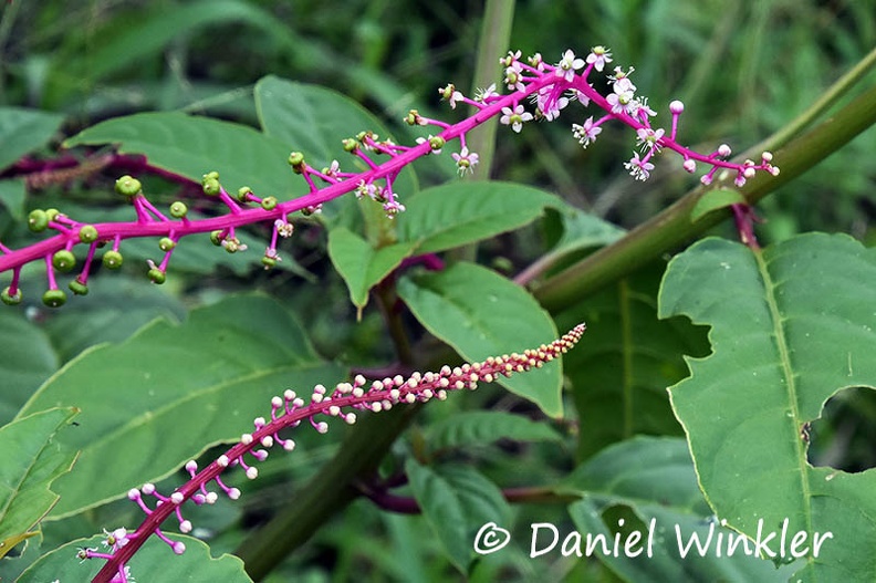Phytolacca sp a Pokeweed DW Ms