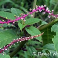 Phytolacca rivinoides, a Pokeweed