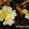 Podoscypha whitish Tayrona DW Ms-1242354307