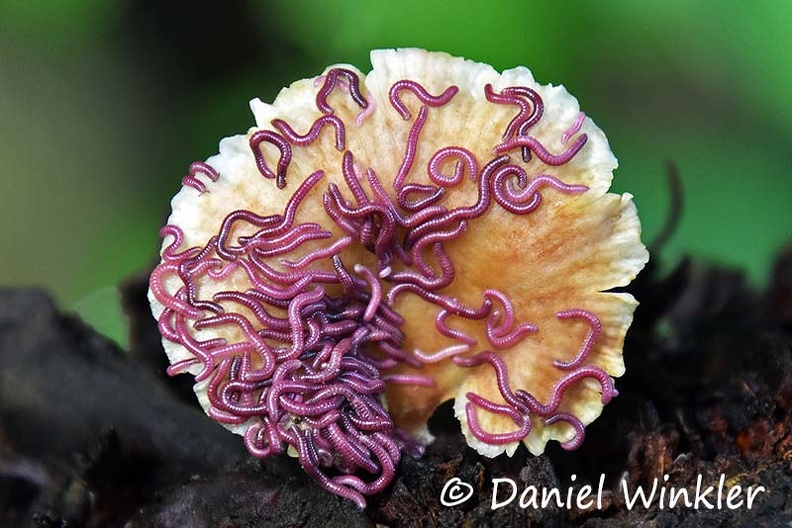 Purple worms on mushroom DW Ms.jpg