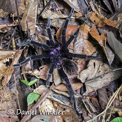 Tarantula purple RioClaro DW Ms