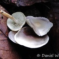 Agaric Chicaque 2014 DwMs