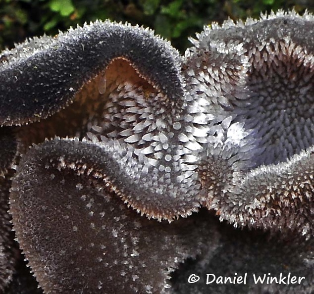 Auricularia sp Chicaque Detail DW Ms.jpg