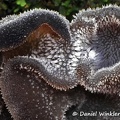 Auricularia sp Chicaque Detail DW Ms