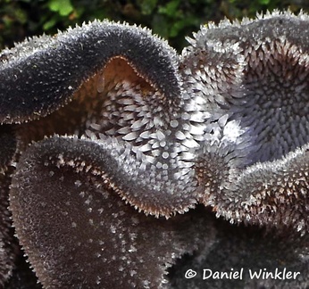 Auricularia sp Chicaque Detail DW Ms
