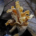Cantherellus Colombia 2014 DW Ms.jpg