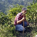 Coffee farmer with plants Ms