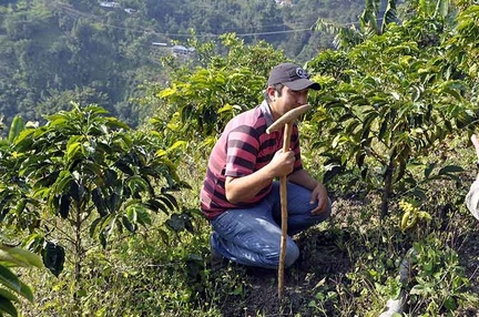Coffee farmer with plants Ms