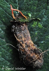 Cordyceps caloceroides excavated Chicaque DW MS