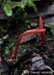 Cordyceps caloceroides in situ Chitaque DW Ms