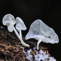 Fungus translucent Chicaque DW Ms