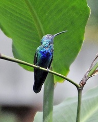 Humming bird Botanical