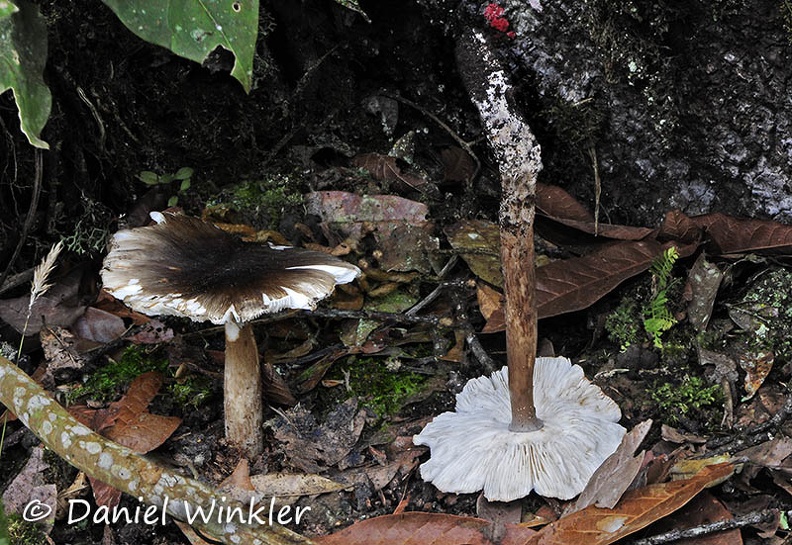 Rhodocollybia Q Chicaque 2014 DW Ms.jpg