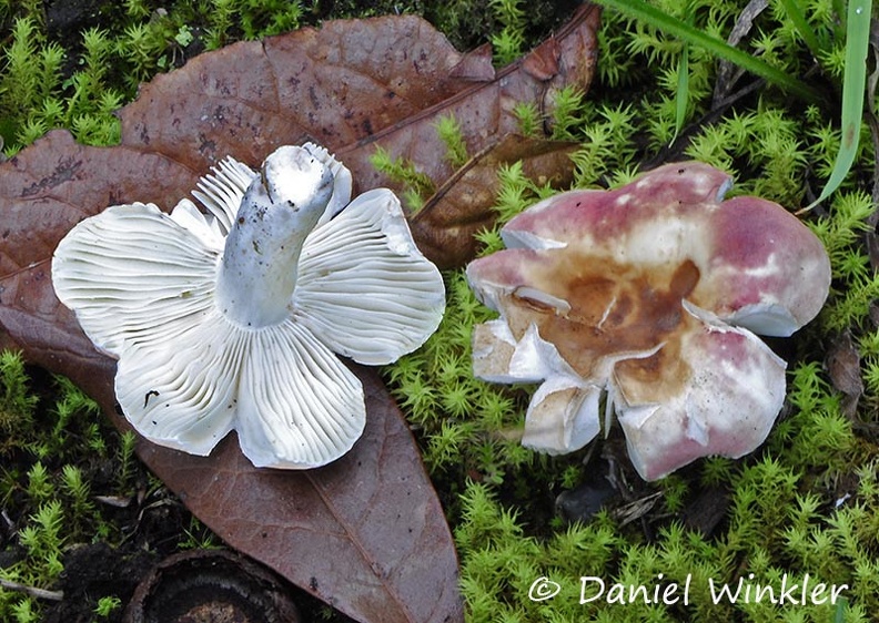 Russula Chicaque 2014 Ms.jpg
