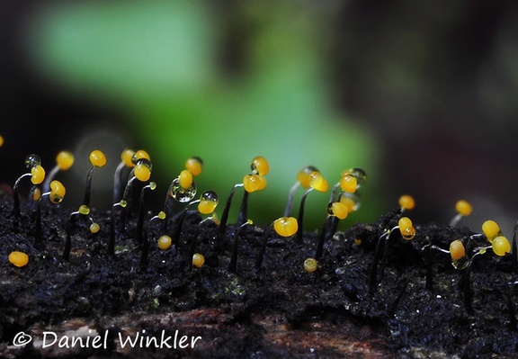 Slime mold yellow black stemmed Chicaque DW Ms