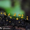 Slime mold yellow black stemmed Chicaque DW Ms