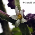 Solanum quitonense Lulu flower DW Ms