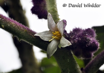 Solanum quitonense Lulu flower DW Ms