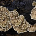 Trametes above Choco DW MS