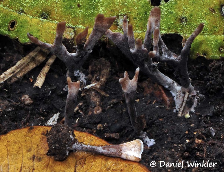 Xylaria wide antlers Chicaque DW Ms