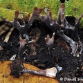 Xylaria wide antlers Chicaque DW Ms