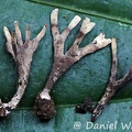 Xylaroid fungus disp Chicaque DW Ms