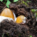 Eggs of Amanita hemibapha, the Himalayan Caesar, a choice edible