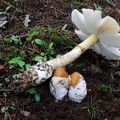 A big Amanita hemibapha, the Himalayan Caesar, a choice edible with two eggs that are twice as big as a regular egg