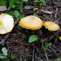 A group of Armillaria mushrooms above Yading