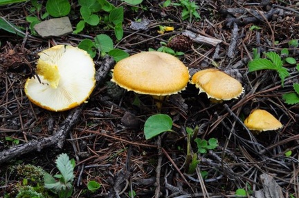 A group of Armillaria mushrooms above Yading